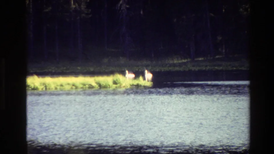 Grand Teton 1980 home-movie frame showing two deer in shoreline grass beside a lake, with a dark forest behind them.