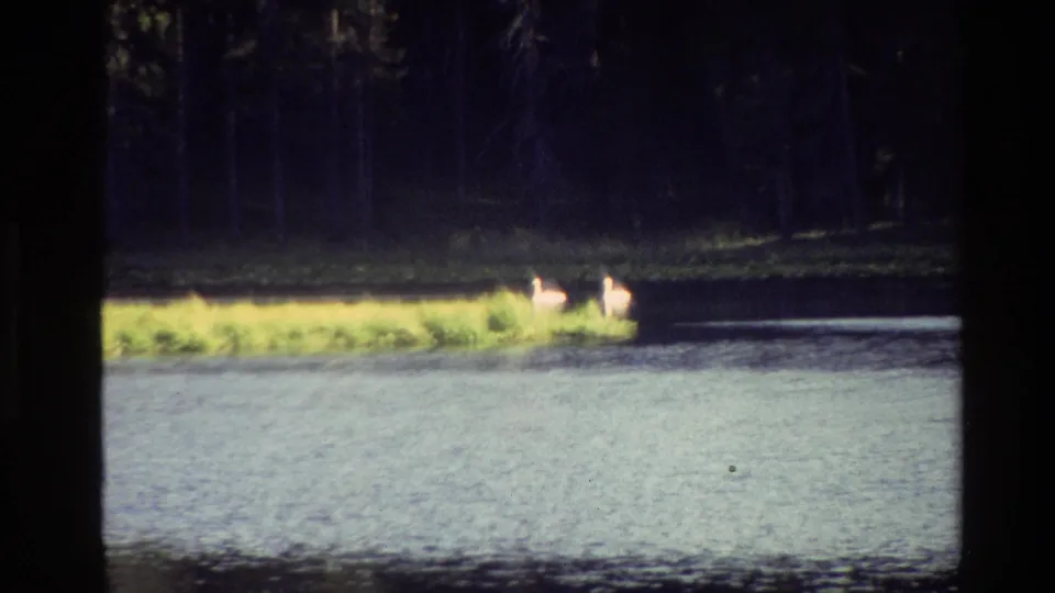 1980 Grand Teton home-movie frame showing two deer on a distant grassy lakeshore beyond rippled water and dense evergreen forest.