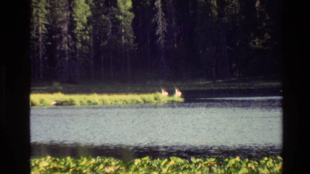 Two deer stand near the far shore of a lake, partly framed by dark vertical film edges.