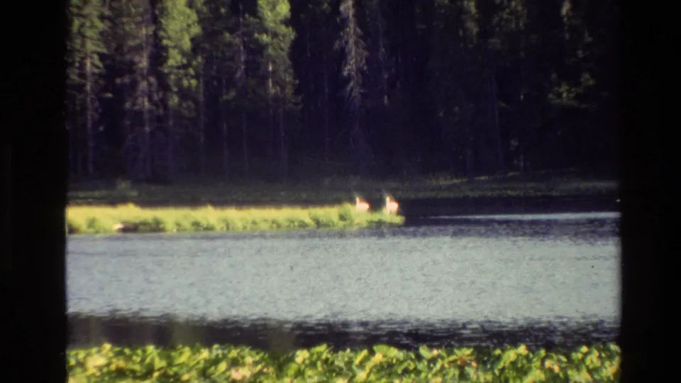 Distant deer stand along a sunlit lakeshore in Grand Teton, with lake water in front and shaded evergreens behind.