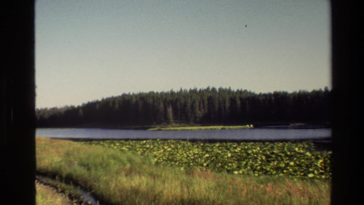 Wider lake view with forested shoreline, lily pads, tall grass, and a curving stream edge.