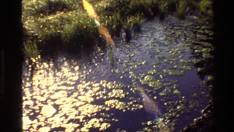 1980 8mm Grand Teton, Wyoming close view of reflective water with lily pads, reeds, bright sun glints, and lens flare.