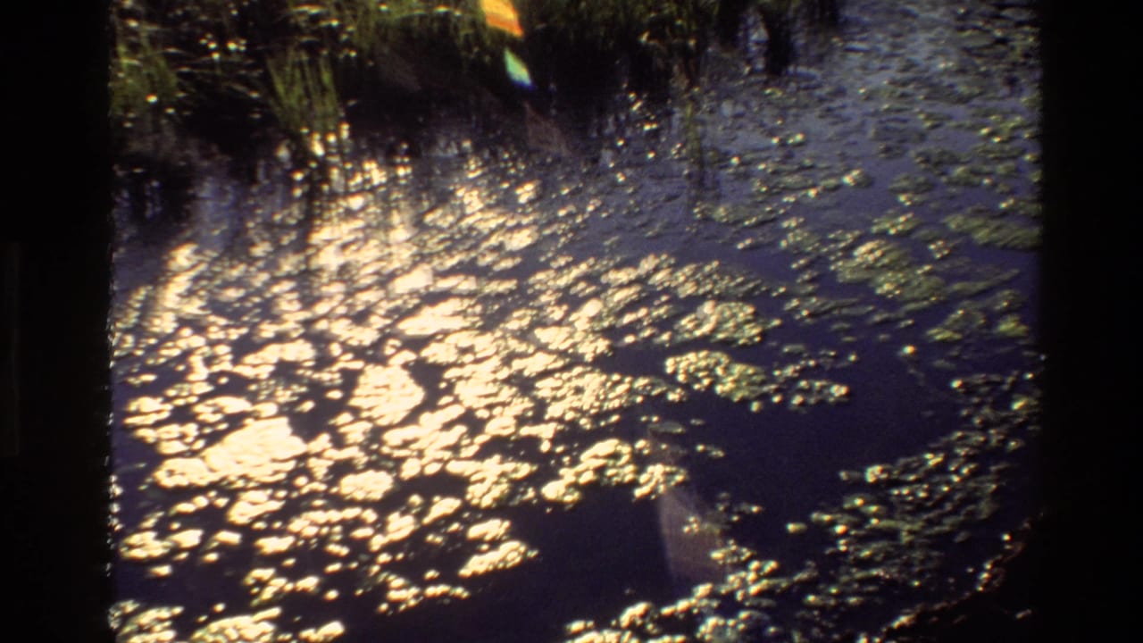 1980 Grand Teton 8mm frame showing bright reflections on murky wetland water with reeds and floating vegetation.