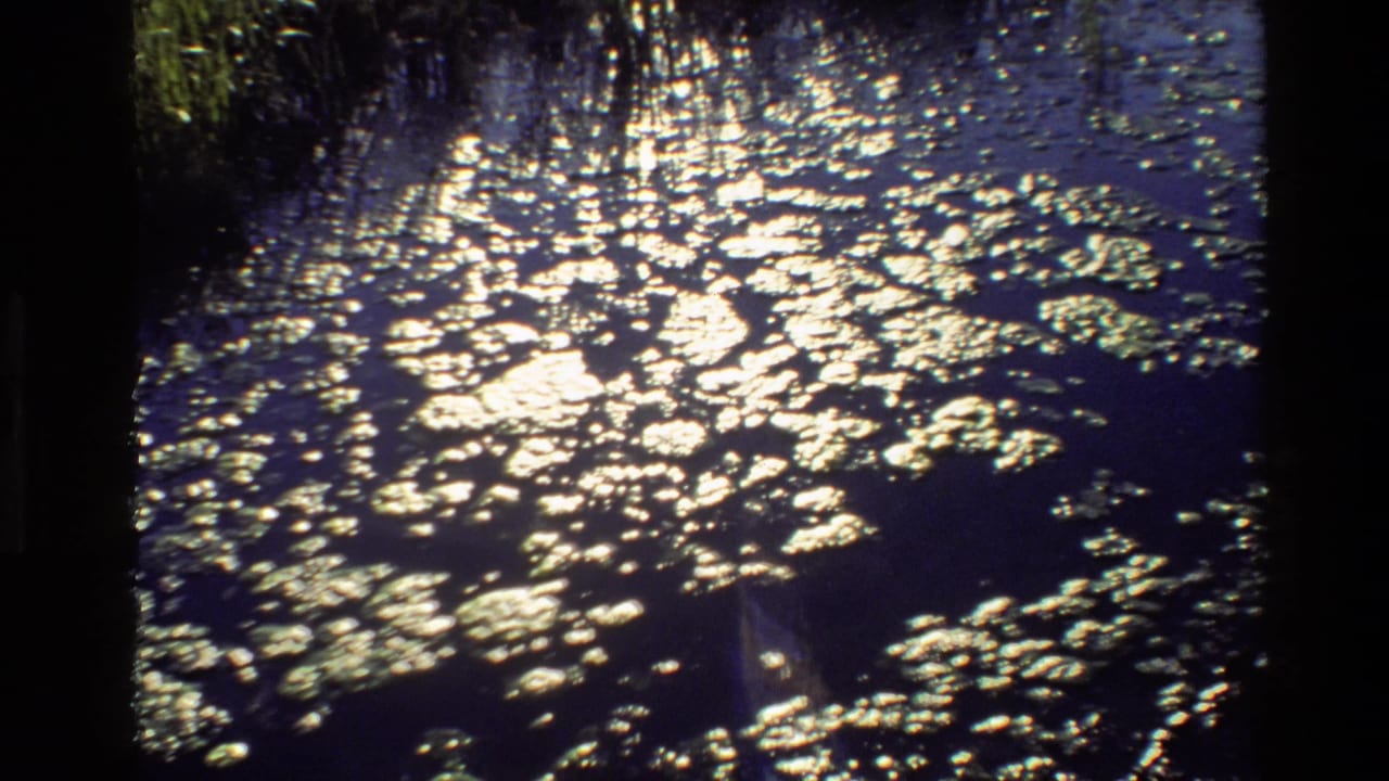 Bright reflected light shimmers on dark water with floating plants.