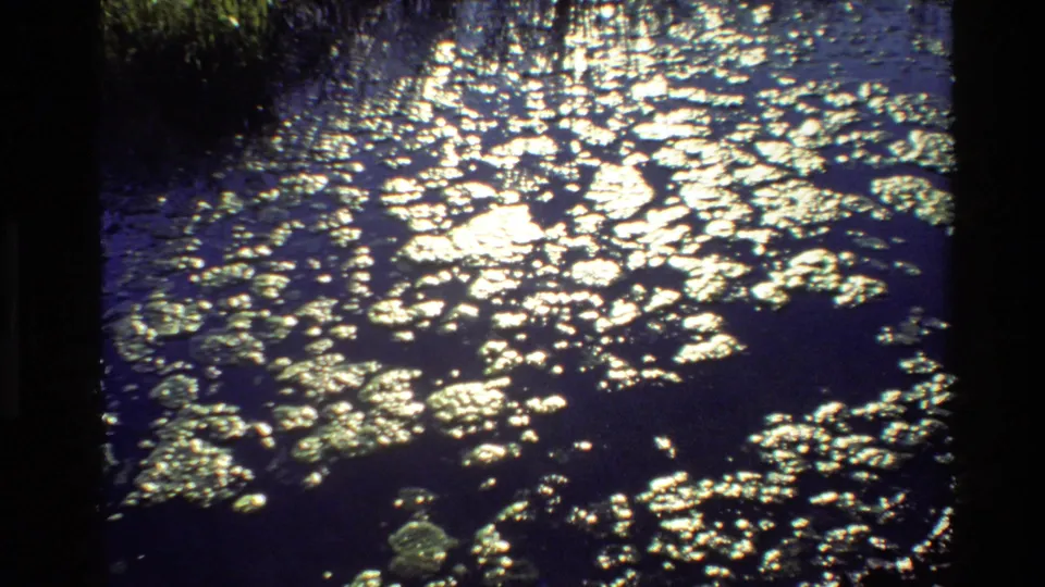 1980 Grand Teton 8mm still of sunlit ripples and floating vegetation on a quiet swamp surface.