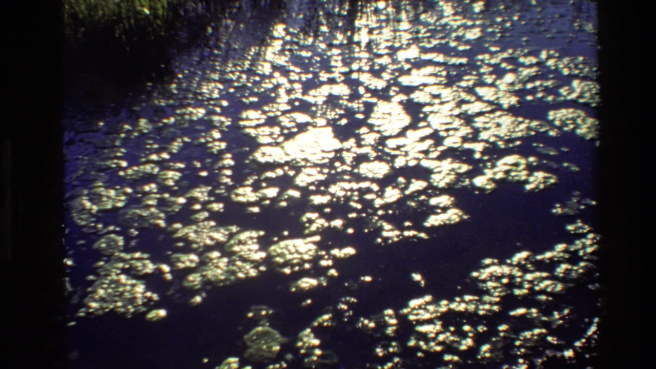 Dark water surface with bright sunlight reflections and scattered algae or debris near shadowed edges.