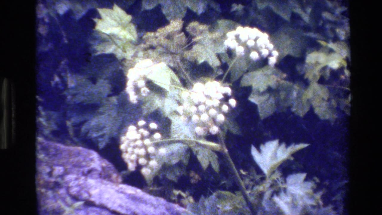 Close 1980 Grand Teton nature detail showing white flower clusters, green leaves, and a rock in soft 8mm focus.