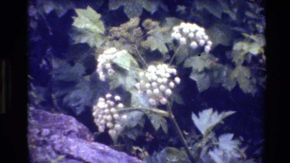 Grand Teton 8mm close-up of pale flower clusters, layered leaves, and a foreground rock with blue-purple color shift.