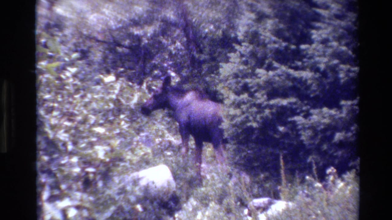 1980 8mm Grand Teton home-movie frame showing a moose standing among trees, brush, grasses, and pale rocks.