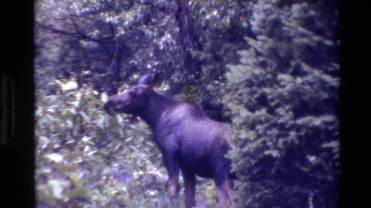 Moose seen closer in profile beside dense evergreen trees and forest undergrowth.