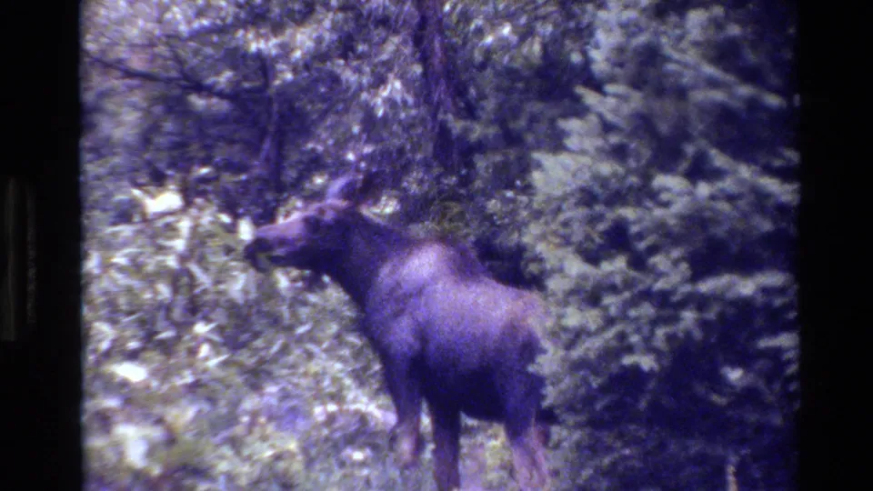 1980 Grand Teton 8mm frame with a moose in profile near dense evergreen trees and shaded undergrowth.