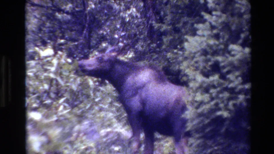 A closer 1980 8mm Grand Teton frame shows the moose standing amid leafy brush, grasses, and dark evergreen cover.