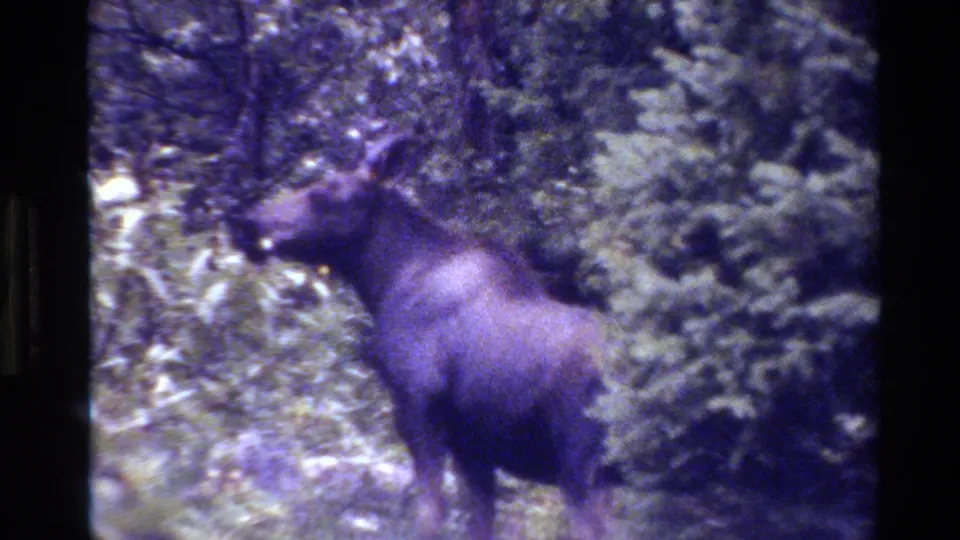 Final 1980 Grand Teton 8mm frame showing the moose angled away in a dense, shaded forest setting.