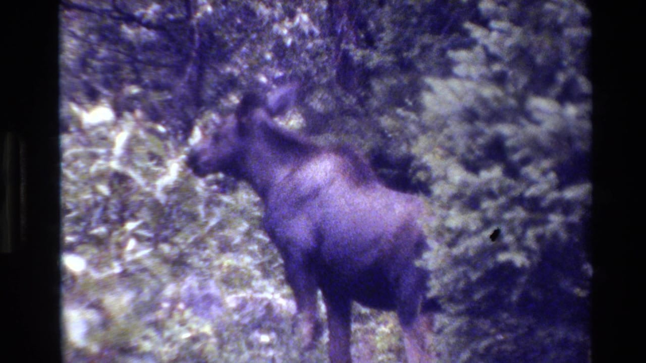 Moose standing in profile among dense forest undergrowth.