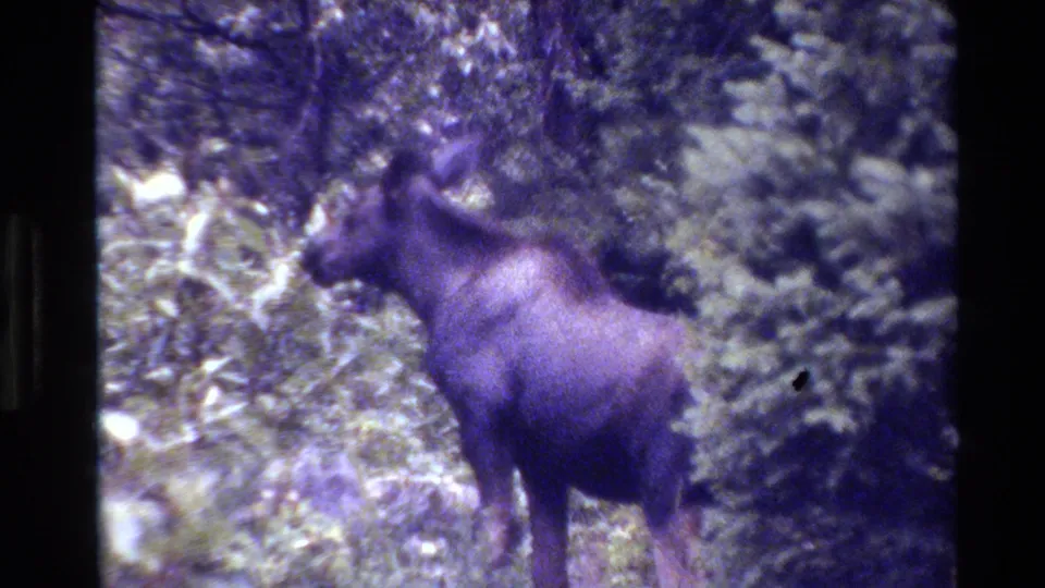 A moose stands in profile amid leafy undergrowth in Grand Teton, Wyoming, in metadata-dated 1980 8mm footage.