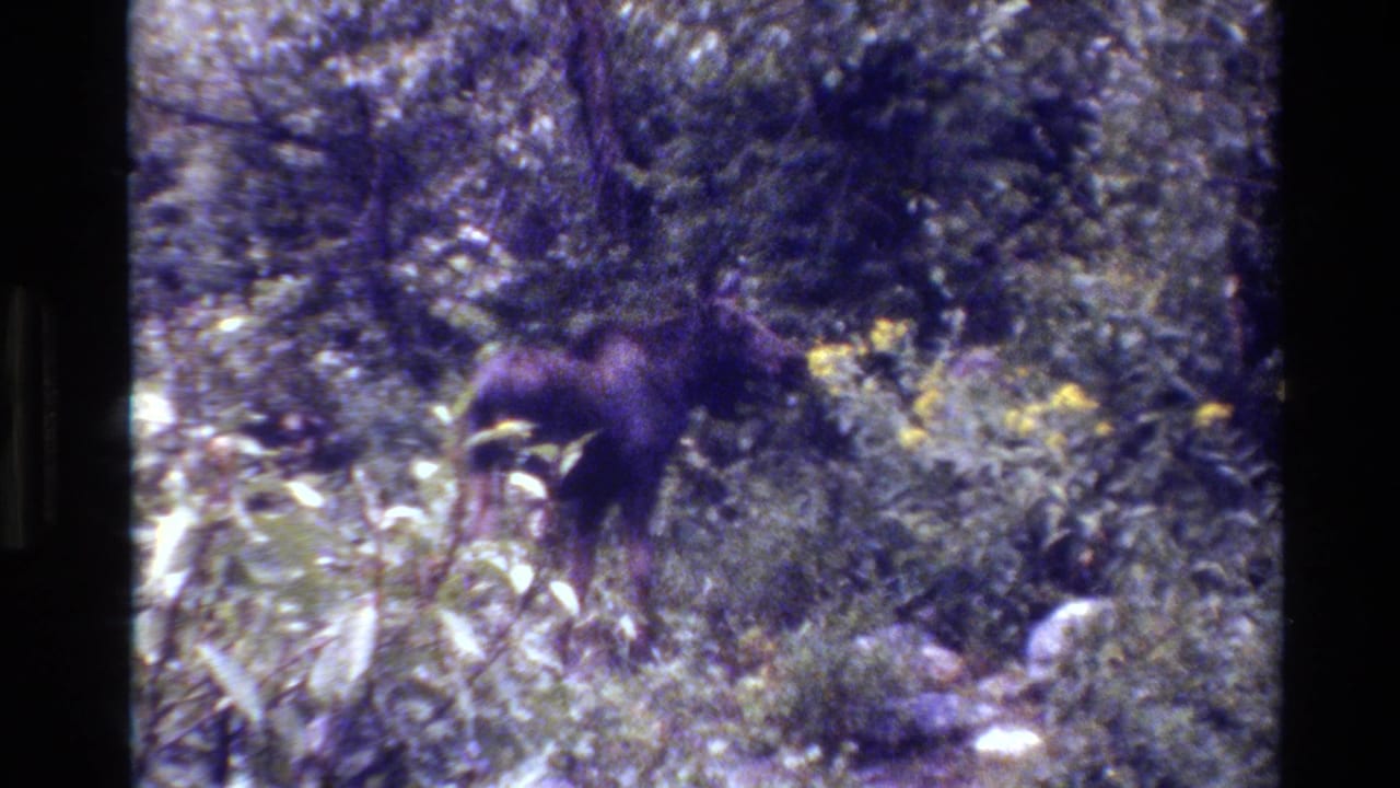 Moose partly hidden by brush in a wooded area.