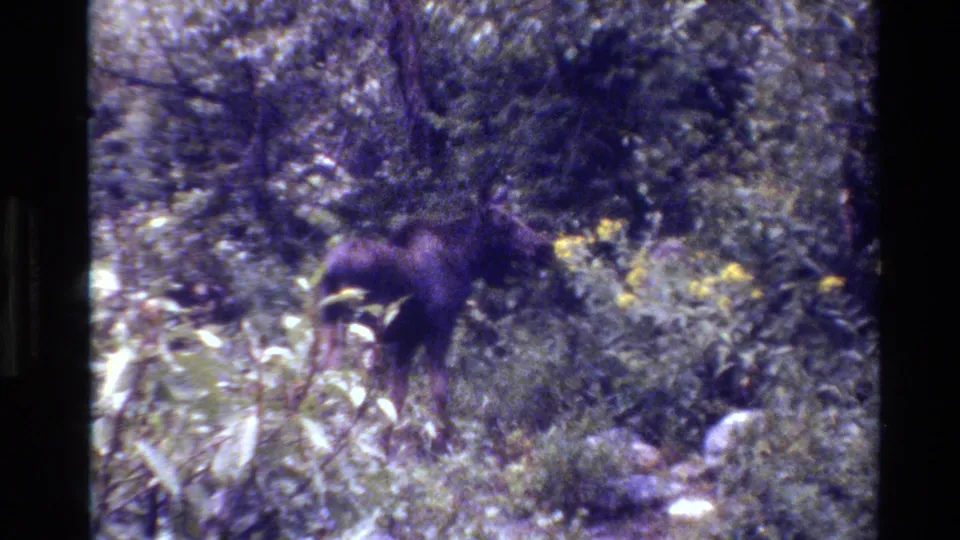A moose is partially obscured by forest vegetation in Grand Teton, Wyoming, as captured in 1980 8mm home-movie footage.