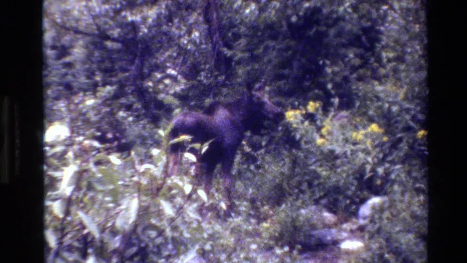 The moose remains partly concealed in Grand Teton forest undergrowth, with yellow flowers and leafy plants in the foreground.
