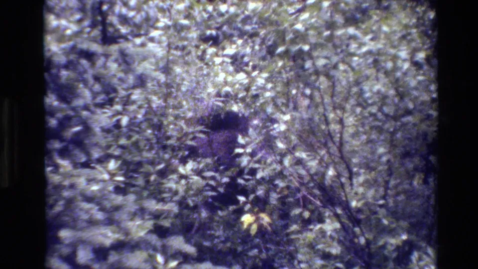 A moose is barely visible through dense Grand Teton undergrowth in the final 1980 8mm frame.