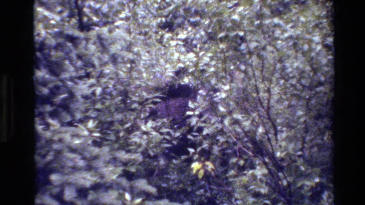 In Grand Teton, Wyoming 1980 home-movie footage, a dark animal shape is partly hidden behind dense leafy branches.