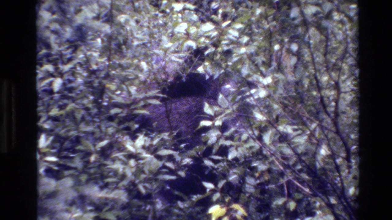 A dark animal mass is partially visible among bright leaves and branches.