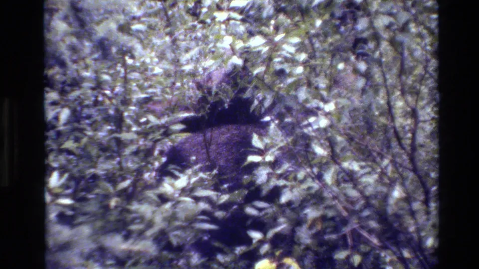 A large dark animal body appears low in the Grand Teton foliage, recorded with soft 8mm blur and color shift.