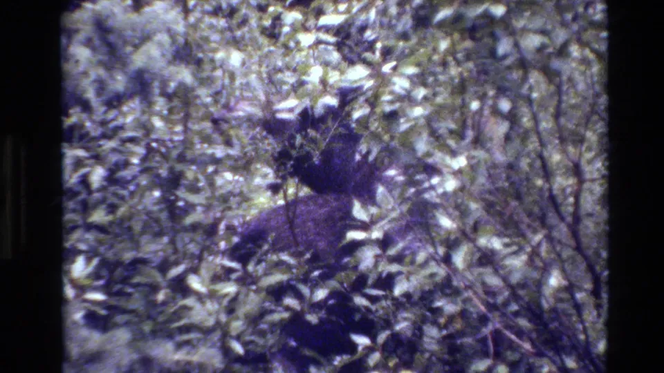 The closing frame keeps the dark animal shape partly concealed by Grand Teton forest leaves and branches.