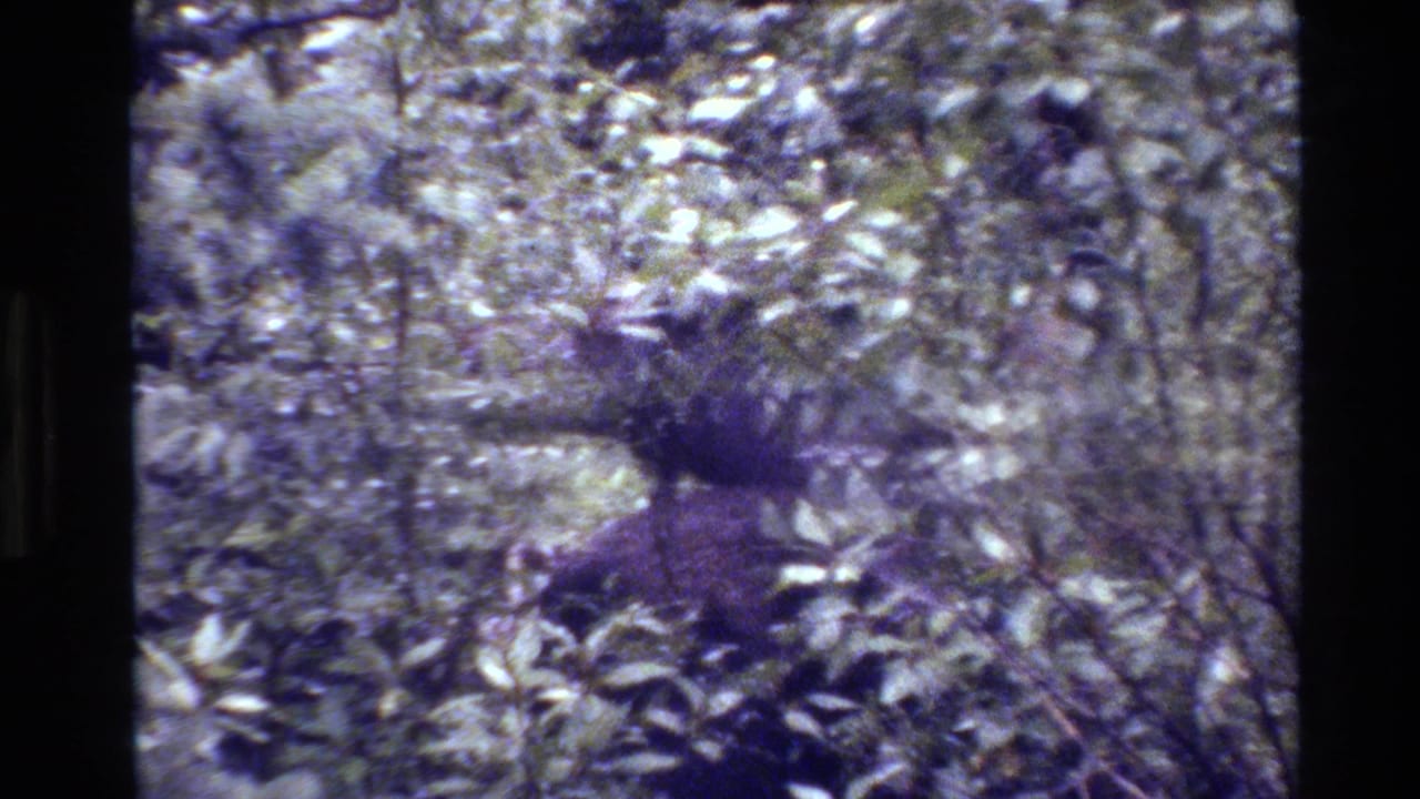 1980 Grand Teton 8mm frame showing a young moose partly obscured by leafy underbrush in a wooded area.