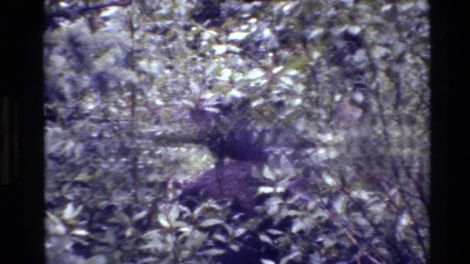 1980 Grand Teton 8mm frame showing a young moose partly obscured by leafy underbrush in a wooded area.