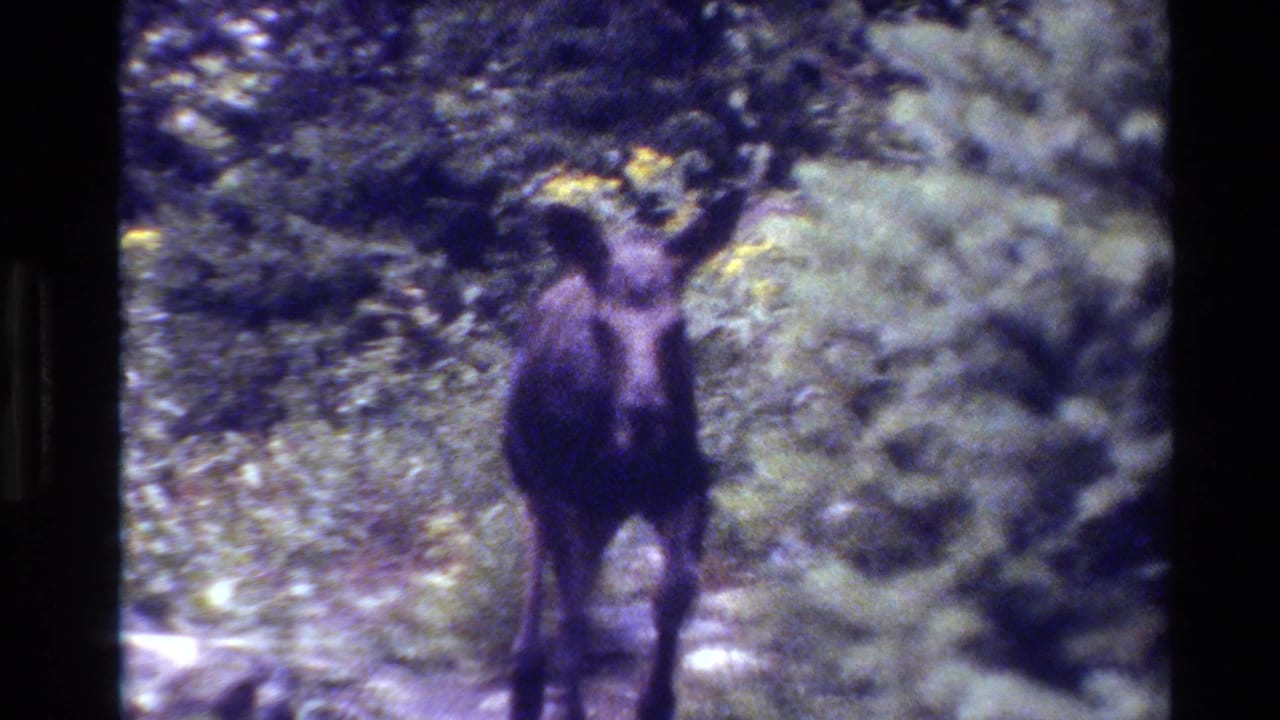 Moose calf stands on a narrow wooded path facing the camera.