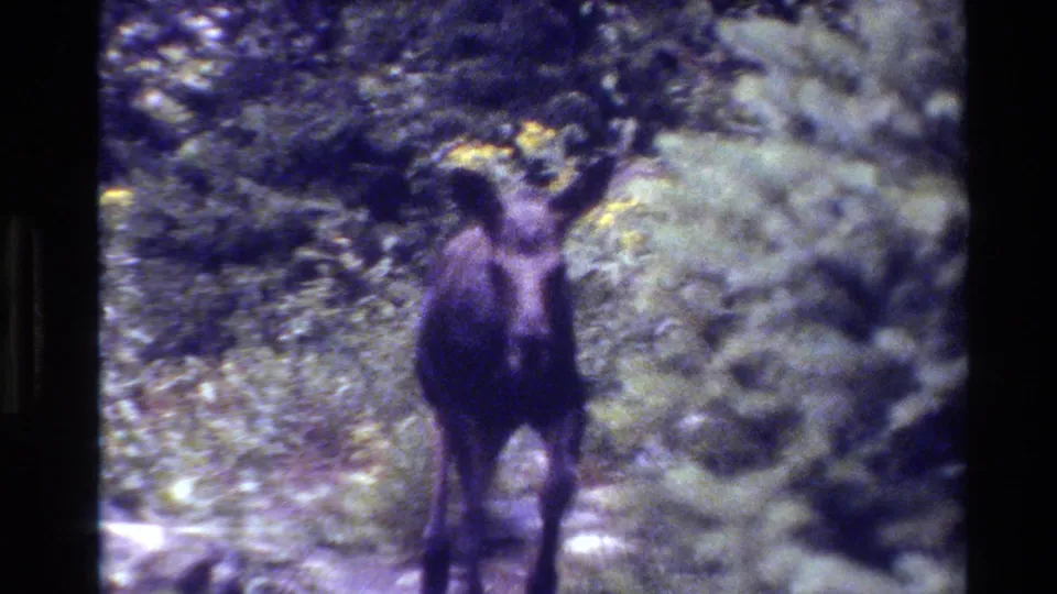 1980 Grand Teton 8mm frame with a moose calf facing the camera on a shaded forest path among bushes and conifers.