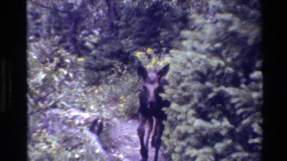 1980 Grand Teton 8mm frame showing the moose calf moving forward through a wooded path bordered by shrubs and rocks.