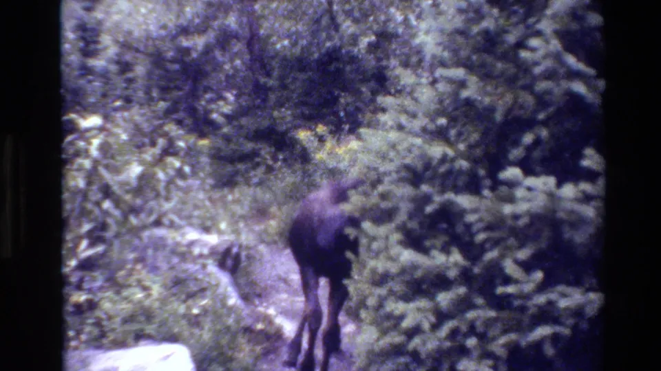 1980 Grand Teton 8mm frame showing the moose calf from behind as it continues along a forest path beside dense evergreen foliage.