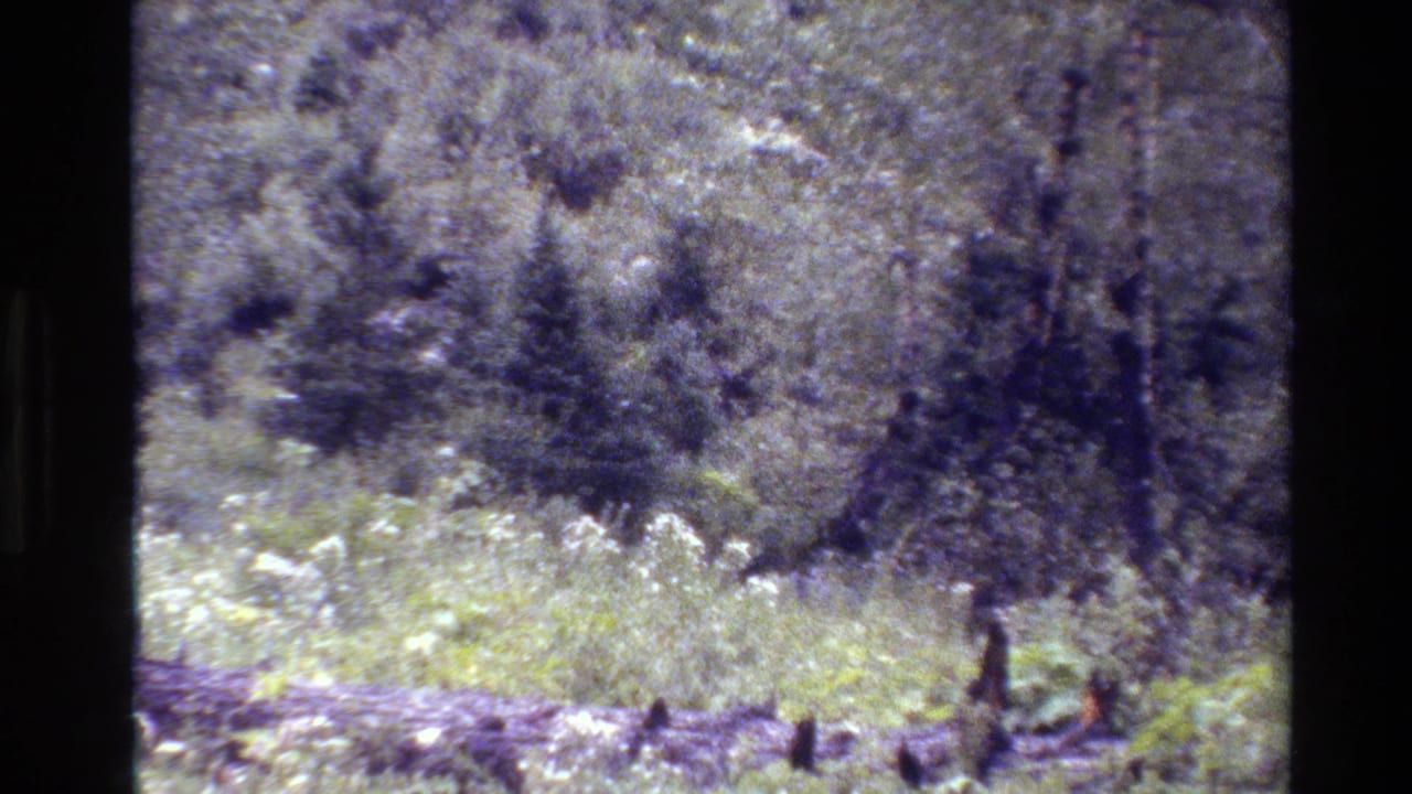 In Grand Teton, Wyoming, a moose is partially visible through brush and trees in grainy 1980 8mm home-movie footage.