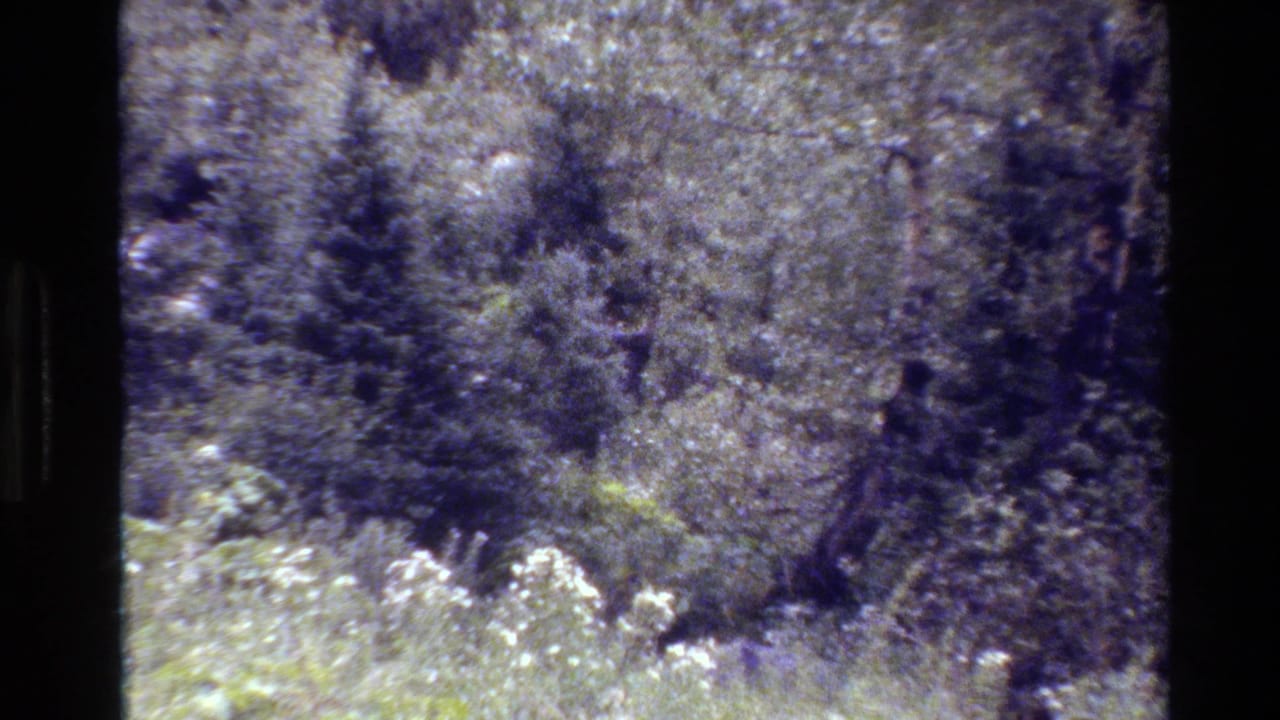 Dense forest and bright brush with the moose mostly obscured by foliage.