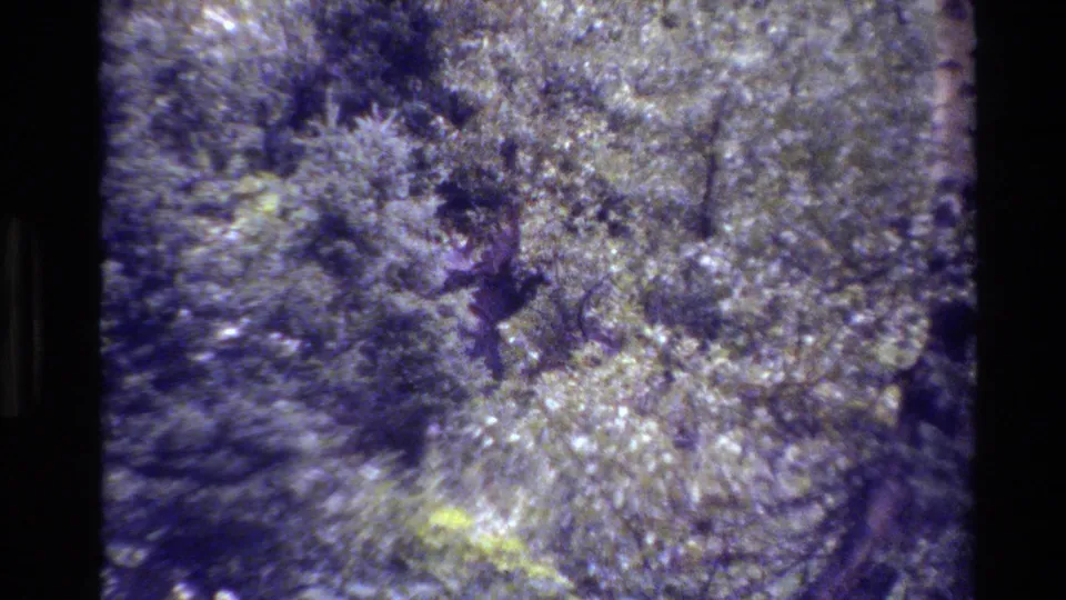 A moose with antlers appears among dense Grand Teton forest growth in soft, grainy 1980 8mm footage.