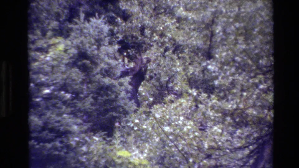 The 1980 Grand Teton home-movie frame shows a moose partly hidden by brush, branches, and mottled forest light.