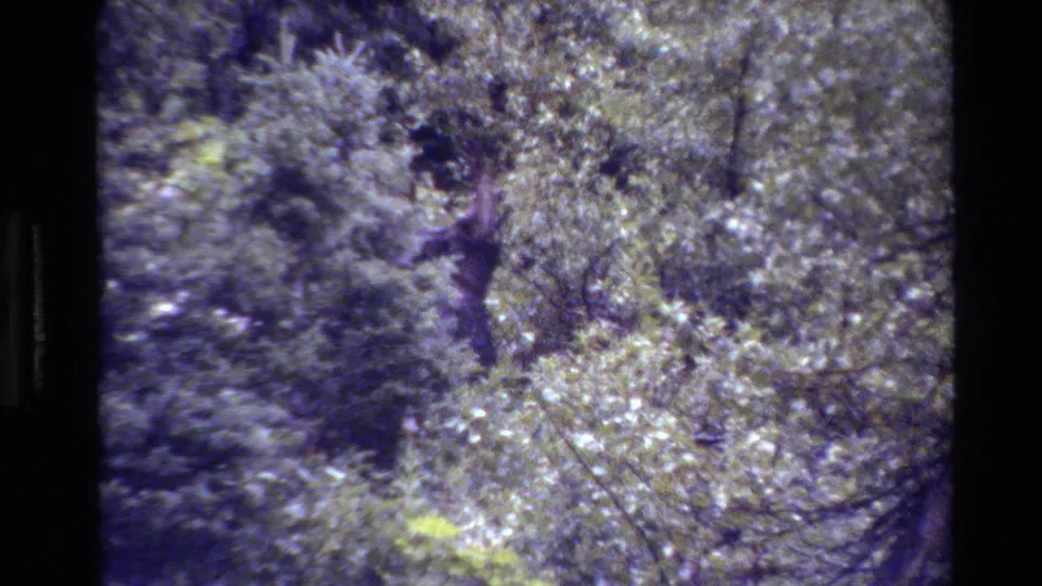 A dark antlered moose stands partly obscured in Grand Teton forest foliage in 1980 8mm home-movie footage.