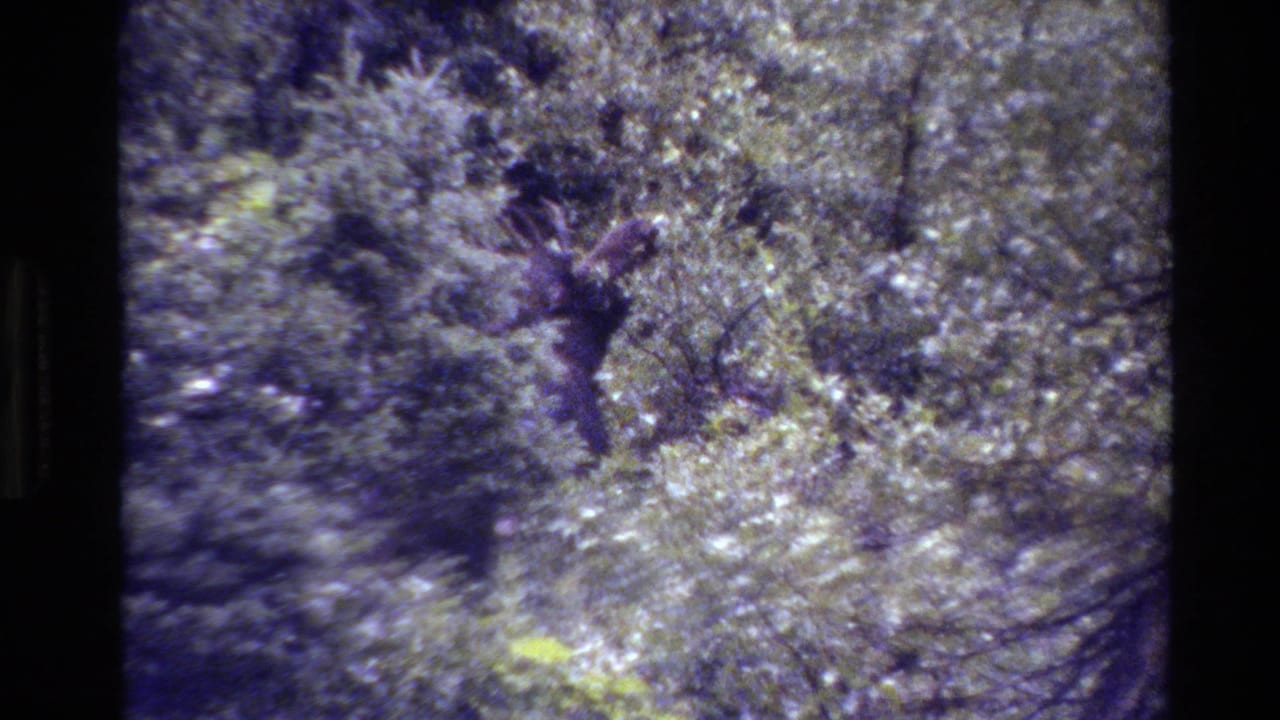 The moose remains partly hidden by brush and branches in the Grand Teton woodland scene.