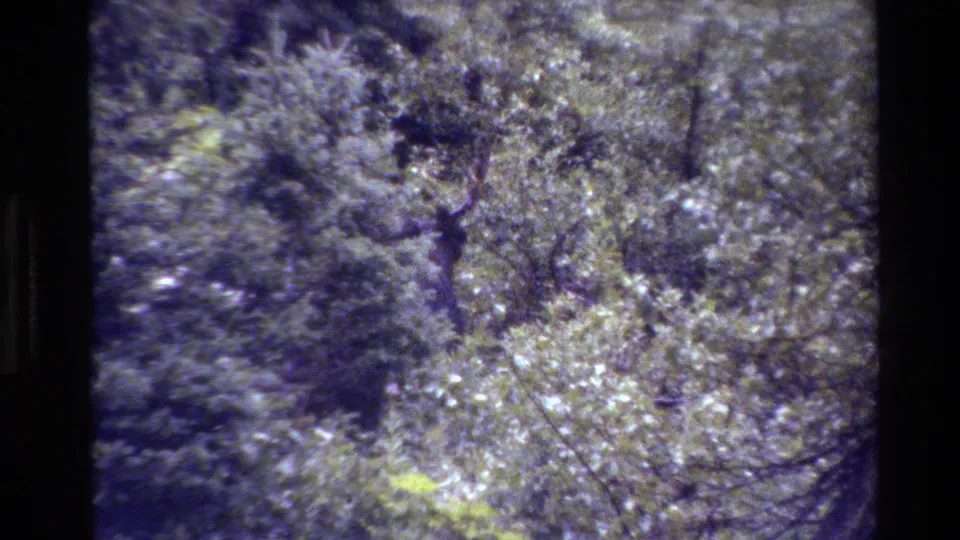 A handheld 8mm frame shows the antlered moose surrounded by shrubs and pale branches in Wyoming woodland.