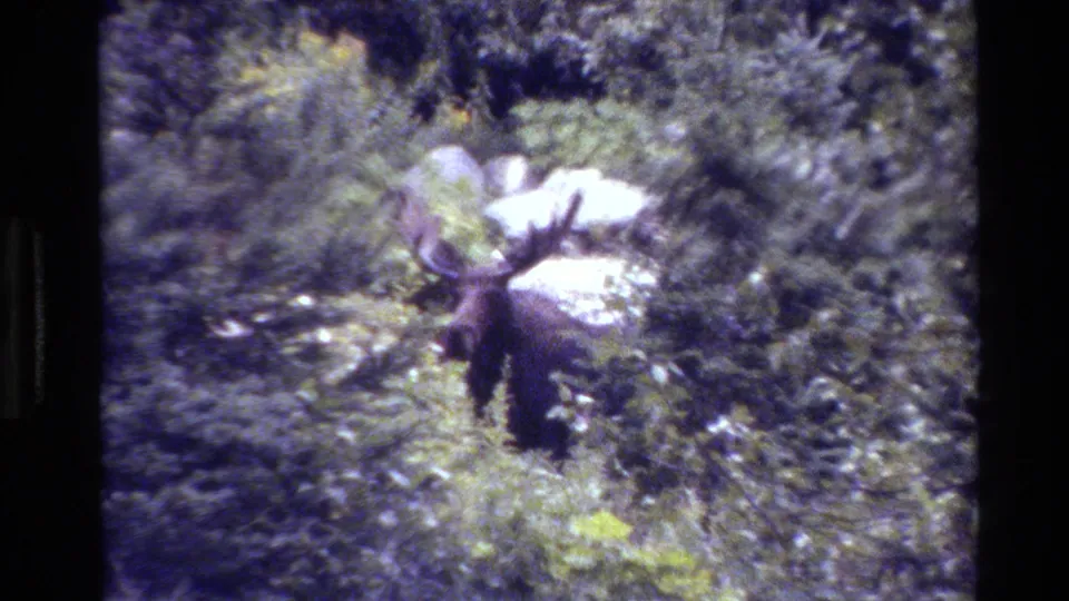 The moose appears to browse or lower its head among shrubs, with antlers visible against dense Grand Teton foliage.