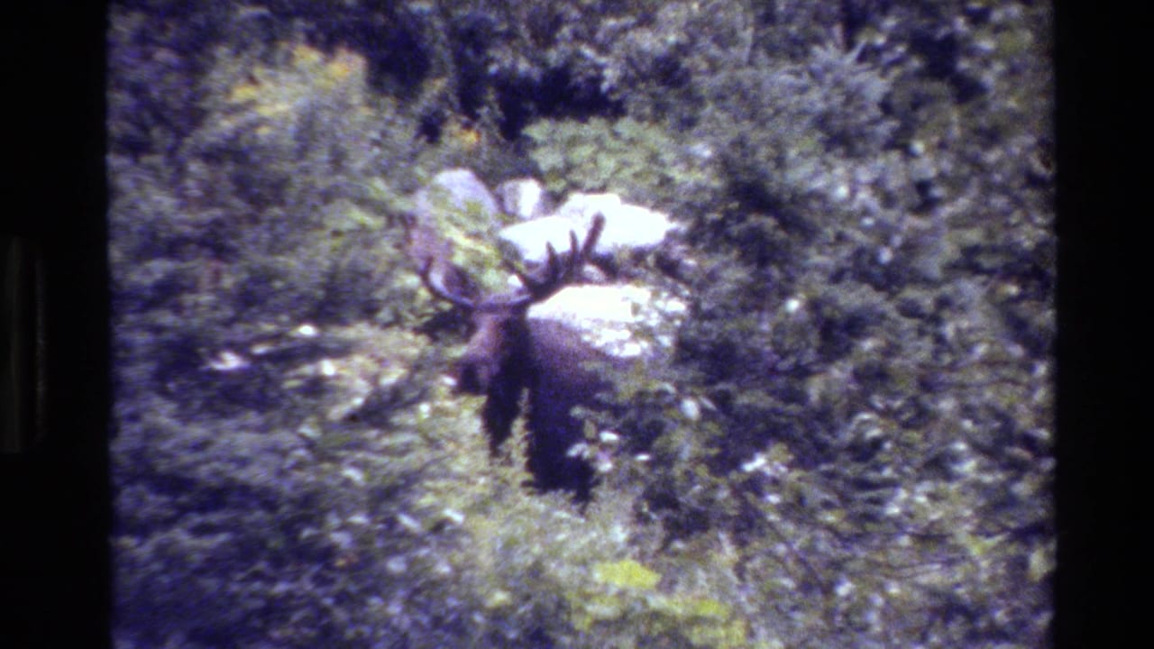 1980 8mm Grand Teton footage shows a bull moose standing partly obscured by shrubs, grass, and trees.