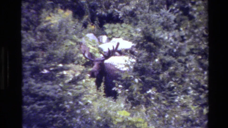 1980 8mm Grand Teton footage shows a bull moose standing partly obscured by shrubs, grass, and trees.