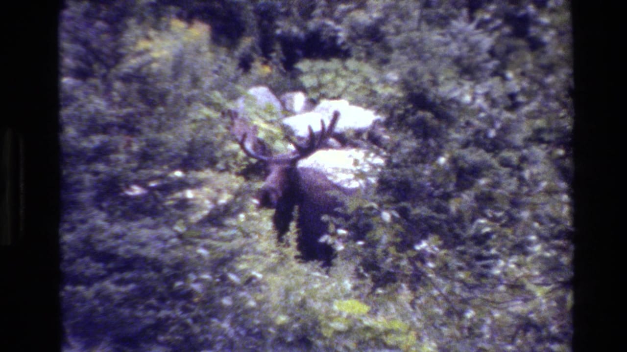Moose with large antlers standing in a leafy clearing.