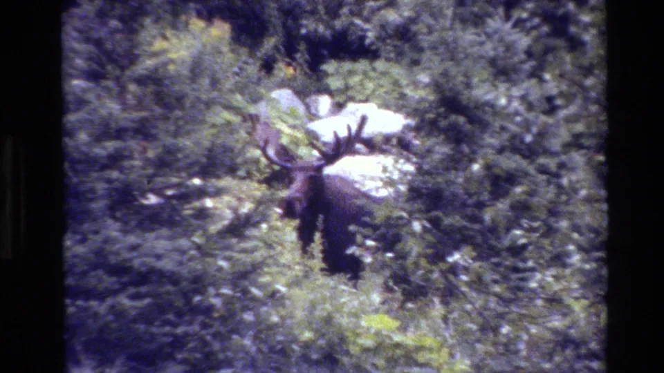 A bull moose is partly screened by grass and shrubs in the 1980 Grand Teton home-movie frame.