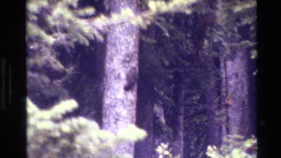 1980 home-movie frame from Grand Teton, Wyoming showing pine trunks, evergreen needles, and dense shaded forest with faded 8mm color.