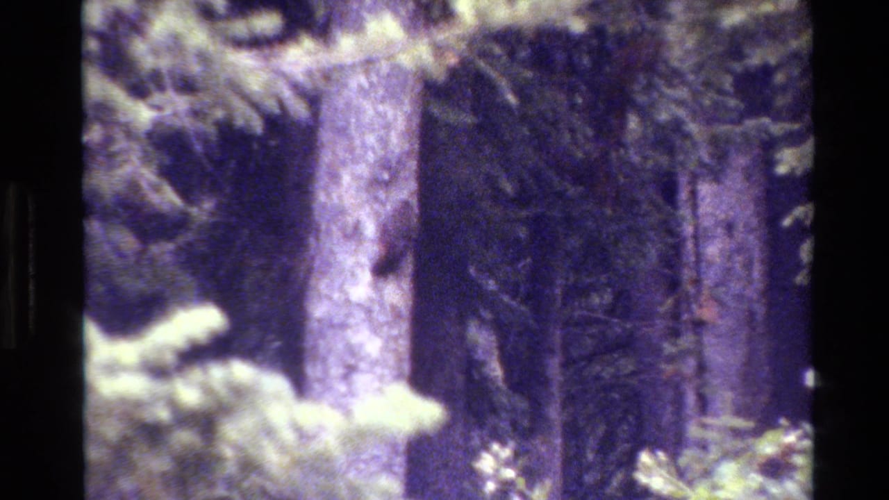 Evergreen forest detail with a pale pine trunk centered and dark trees behind it.