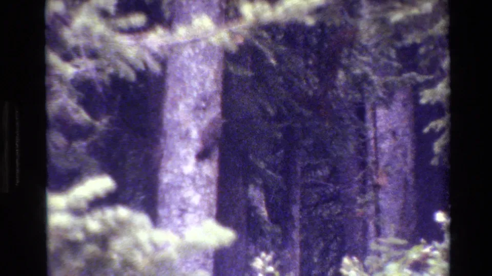 1980 Grand Teton home-movie frame holding on dense pine forest, textured bark, soft needles, and grainy faded 8mm color.