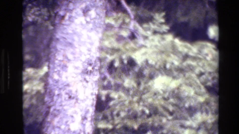Close Grand Teton forest frame from the 1980 8mm clip, showing a pale trunk and evergreen boughs with heavy grain and faded color.