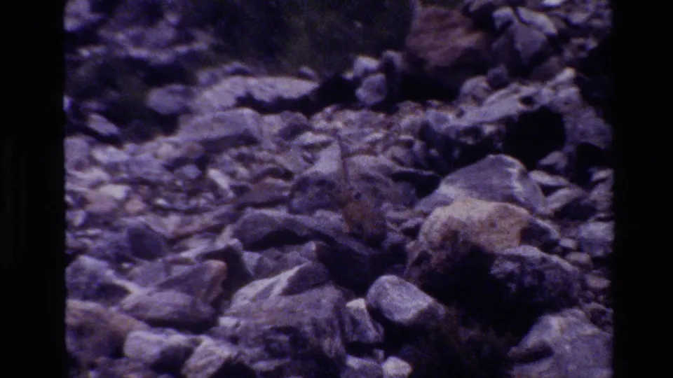 1980 Grand Teton home-movie frame showing a small animal partly concealed among sunlit rocks and boulders.